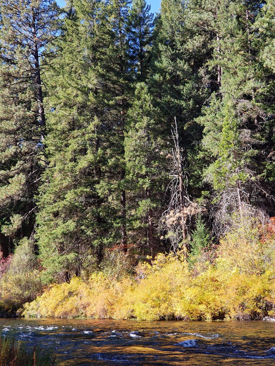 Stunning fall colors on the riverbanks of the turquoise waters of the Metolius River at Wizard Falls in Central Oregon on a sunny autumn morning. 