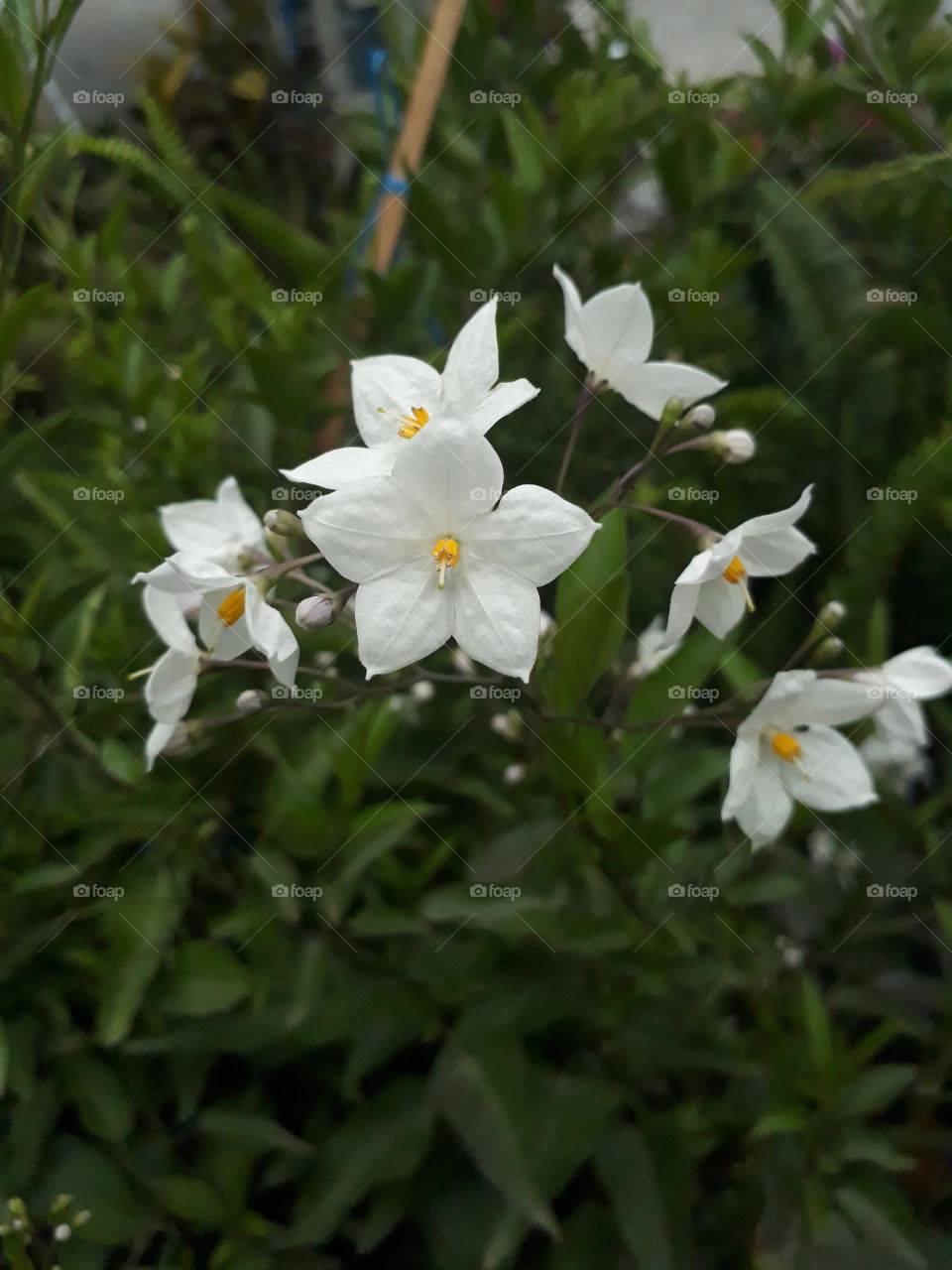 white flower among green leaves