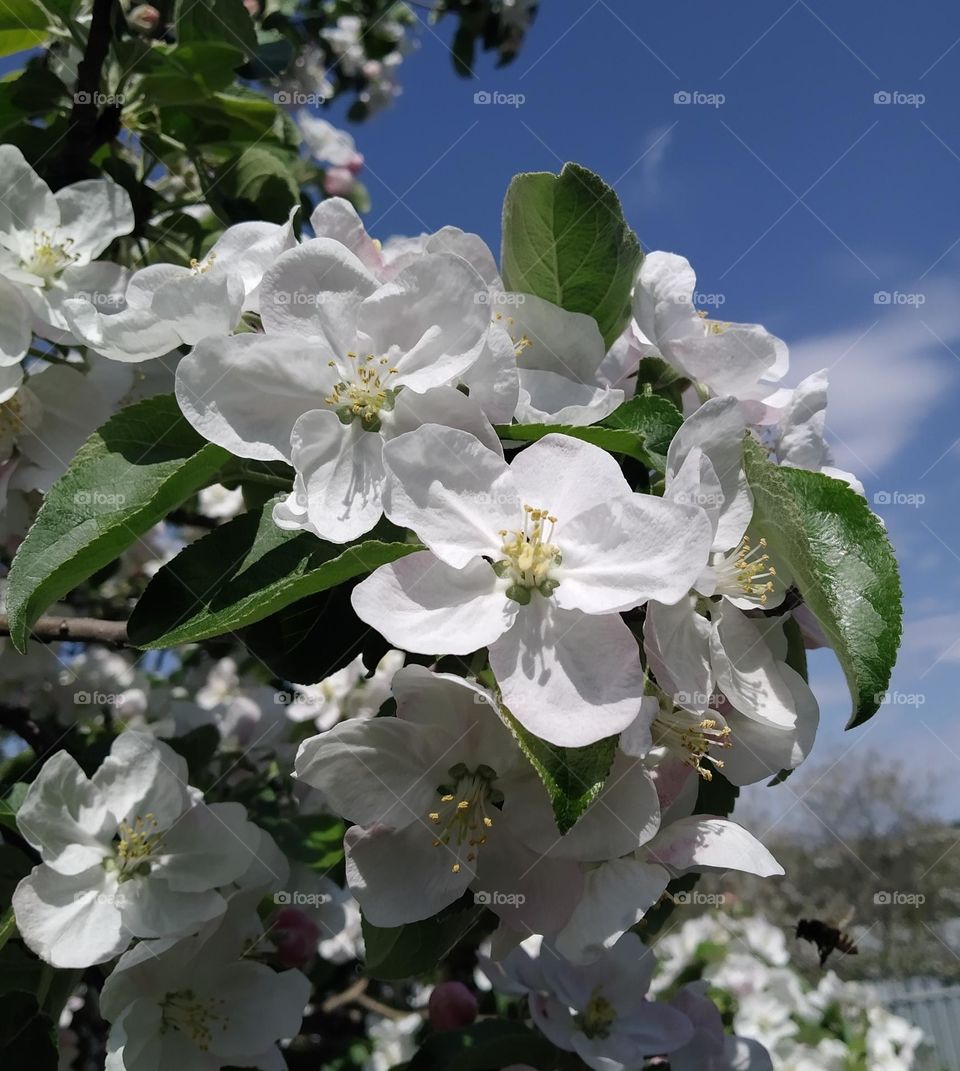 apple -tree in blossom