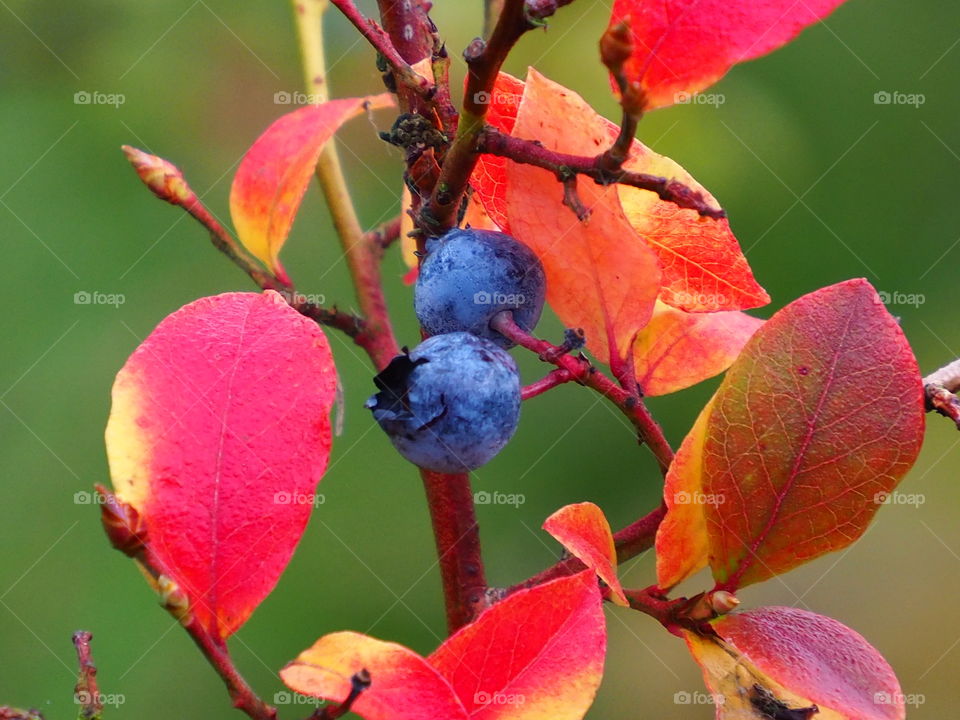 Autumn in the garden