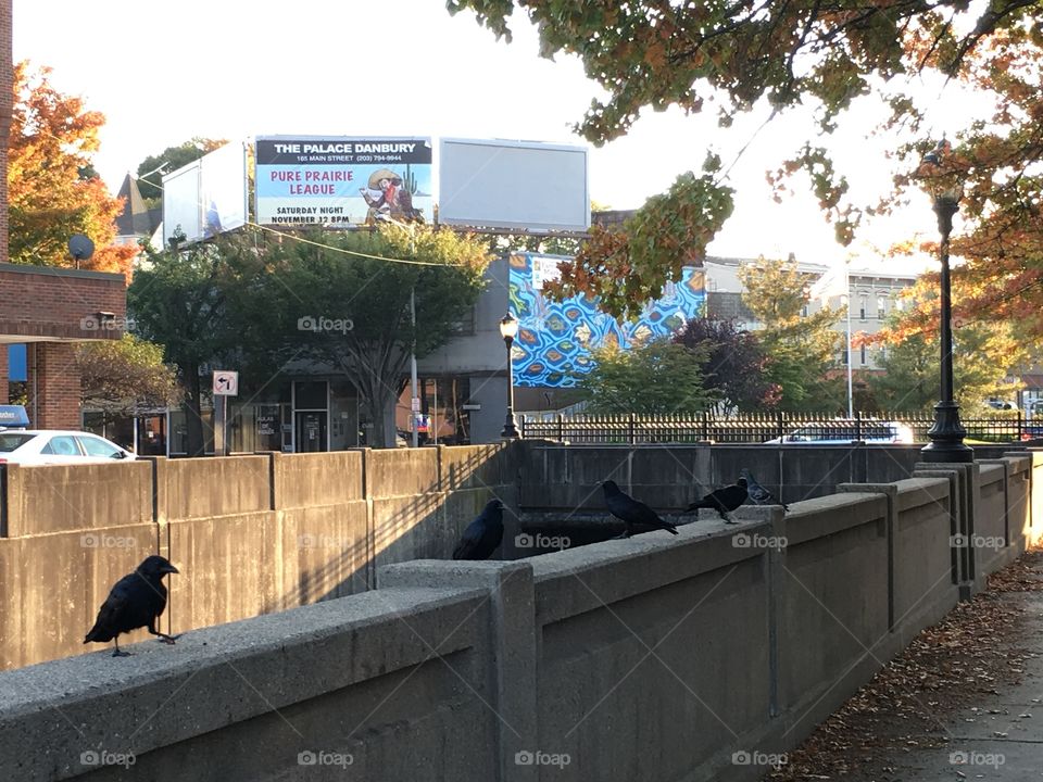 Crows in Downtown Danbury