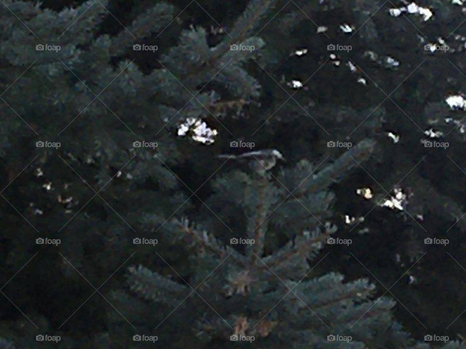 Tried to take this birds picture for an hr, finally sat long enough in the tree