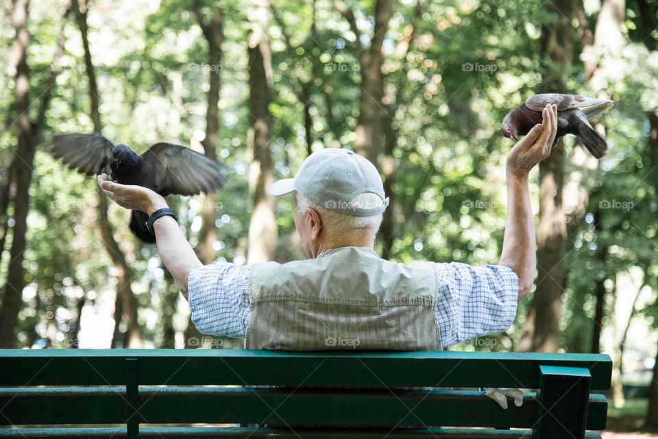 Man feeding pigeons from his hands , back view . Old man sitting on bench in park and feeding pigeons .