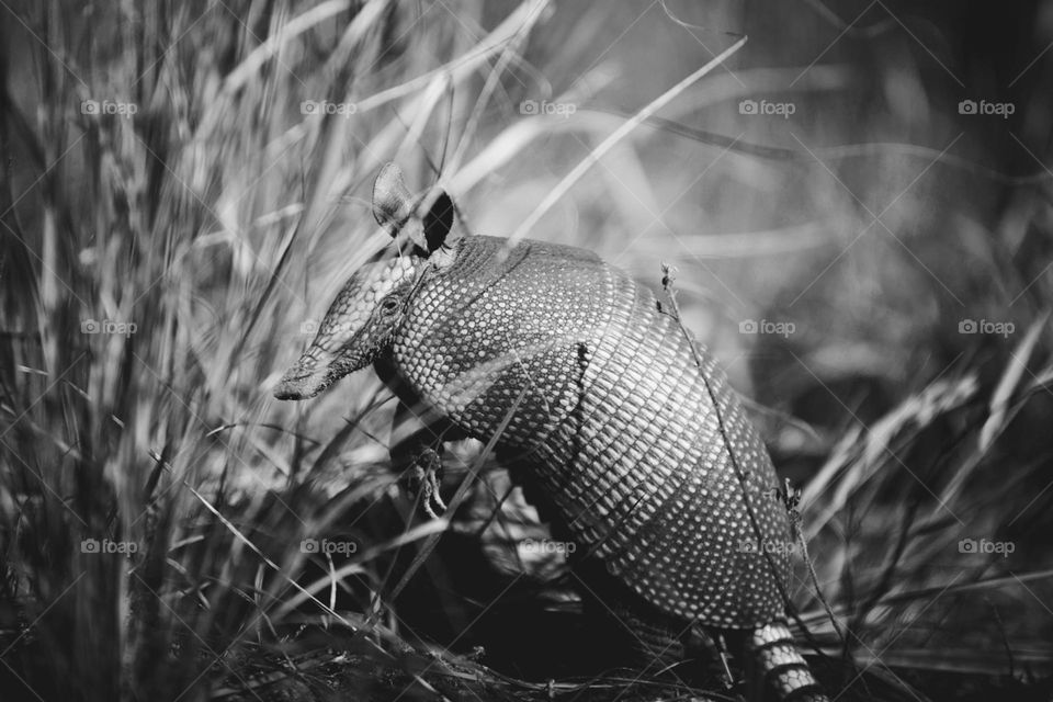 Armadillo wondering thru the preserve and then he sniffs that I'm close