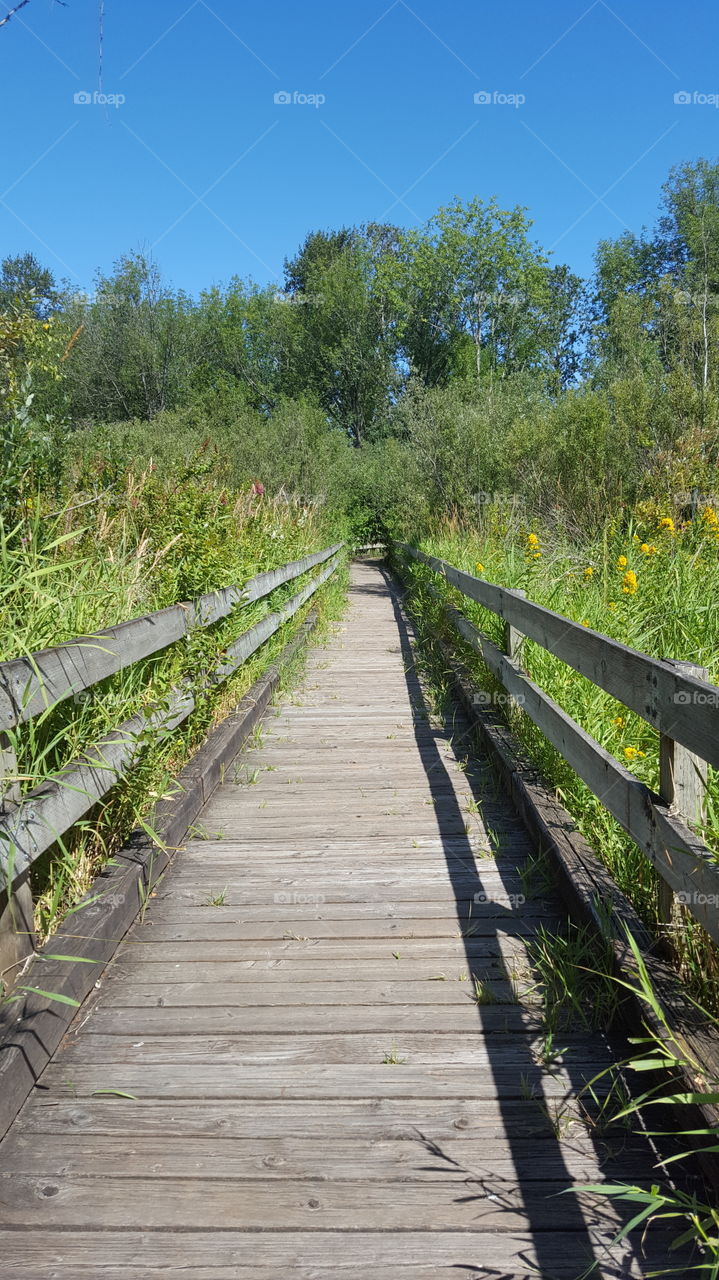 grassy boardwalk