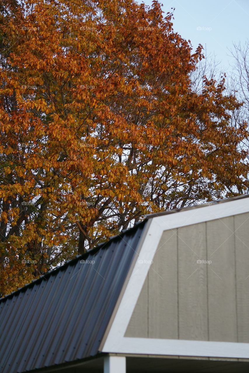 Fall foliage behind the roof of a shed. 