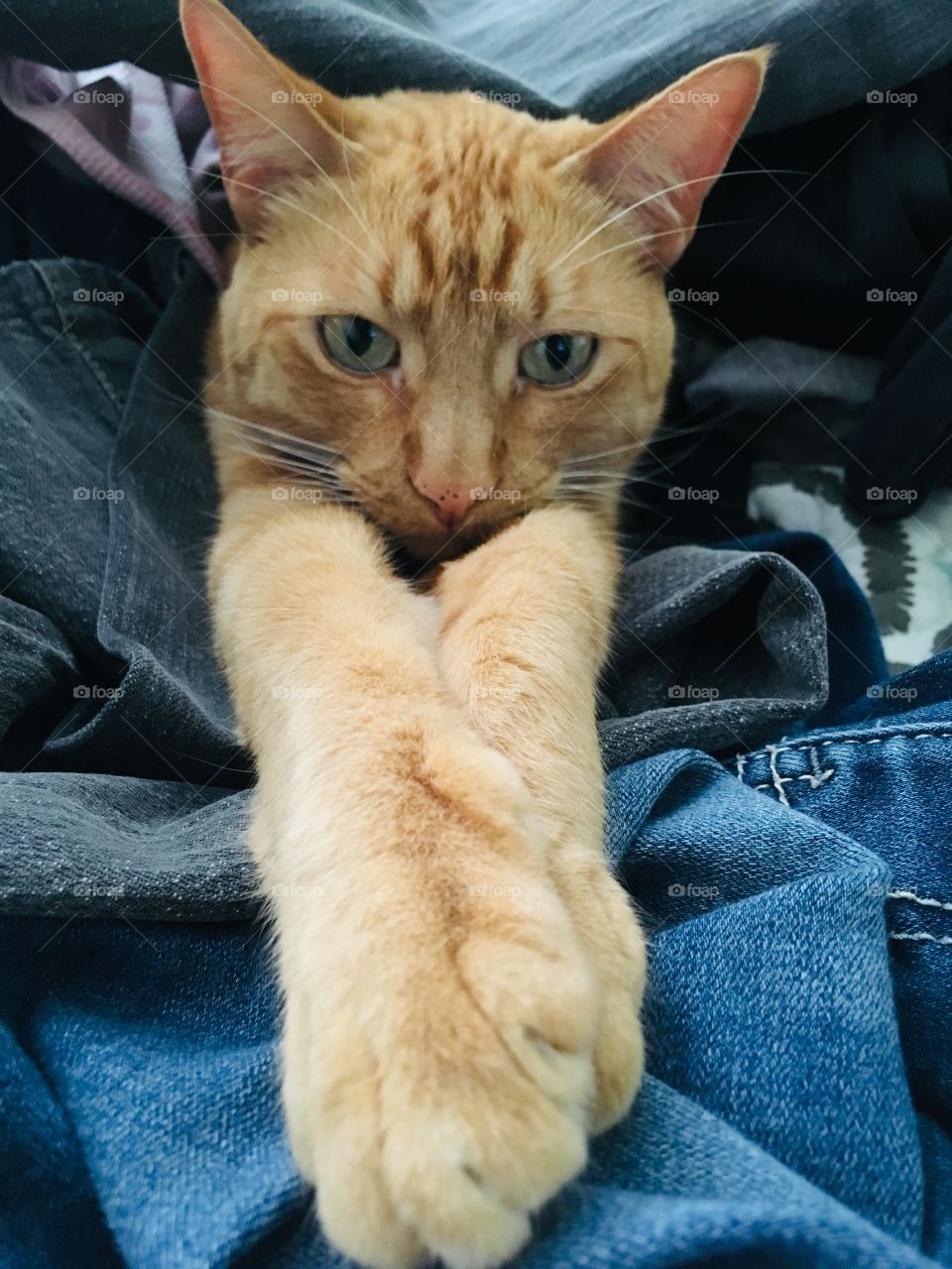 Ginger kitty laying in warm clothes from the dryer 