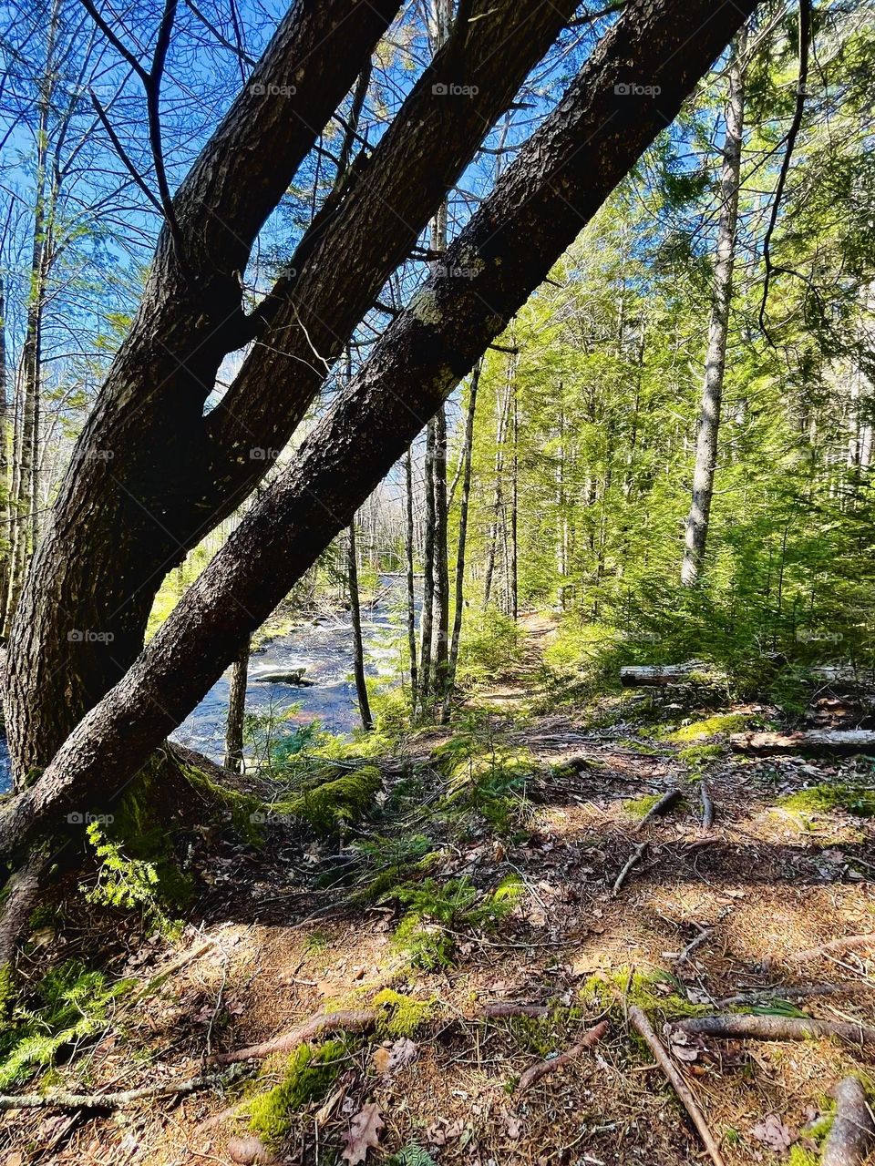 “Fork By The Road.”  A tree looking like fork tines leans over a trail in a way that only nature can do.