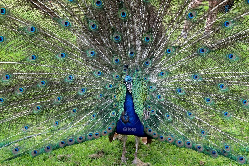 Peacock