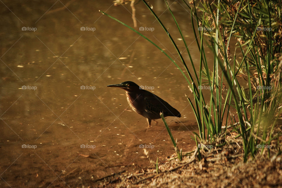 Mangro Heron
