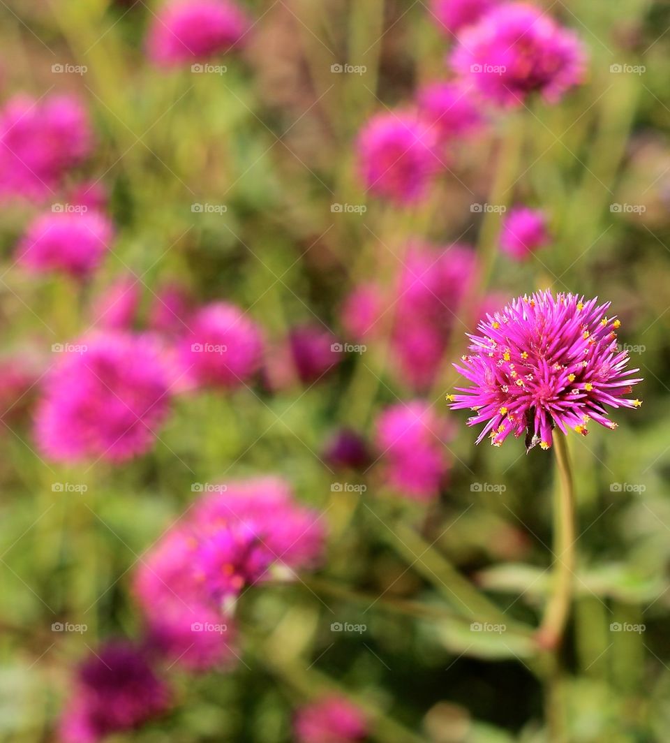 Flowers