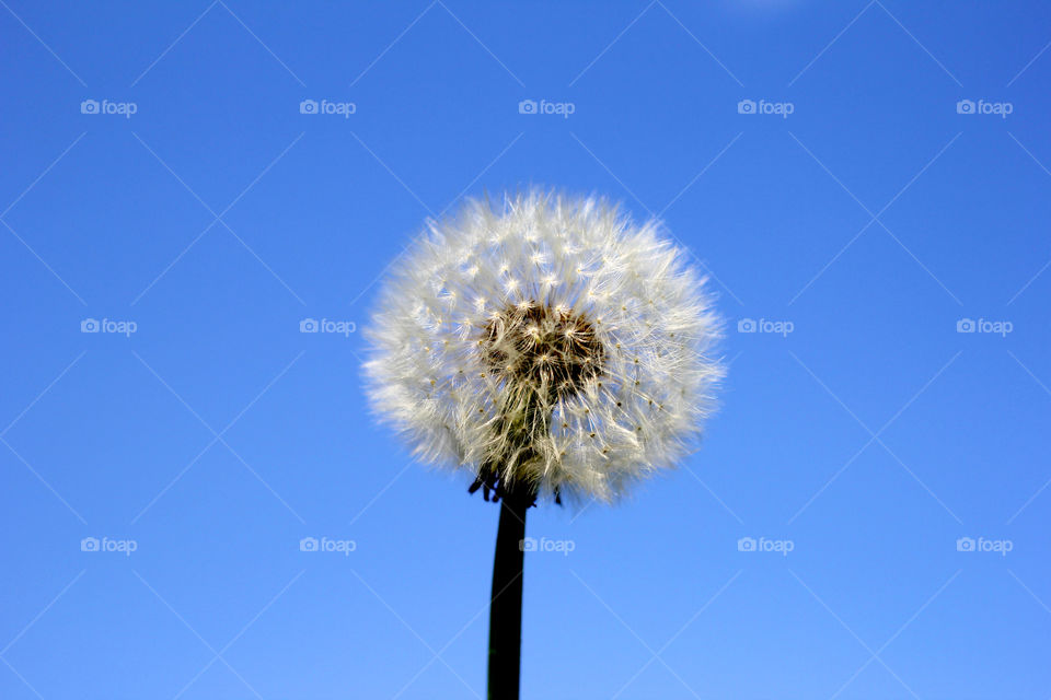 Dandelion, flower, vegetation, plants, meadow, meadow, village, sun, summer, heat, nature, landscape, still life, yellow, white, beautiful, furry,