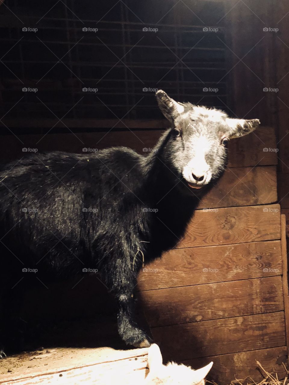 Black Nigerian Dwarf goat sticking her tongue out in barn