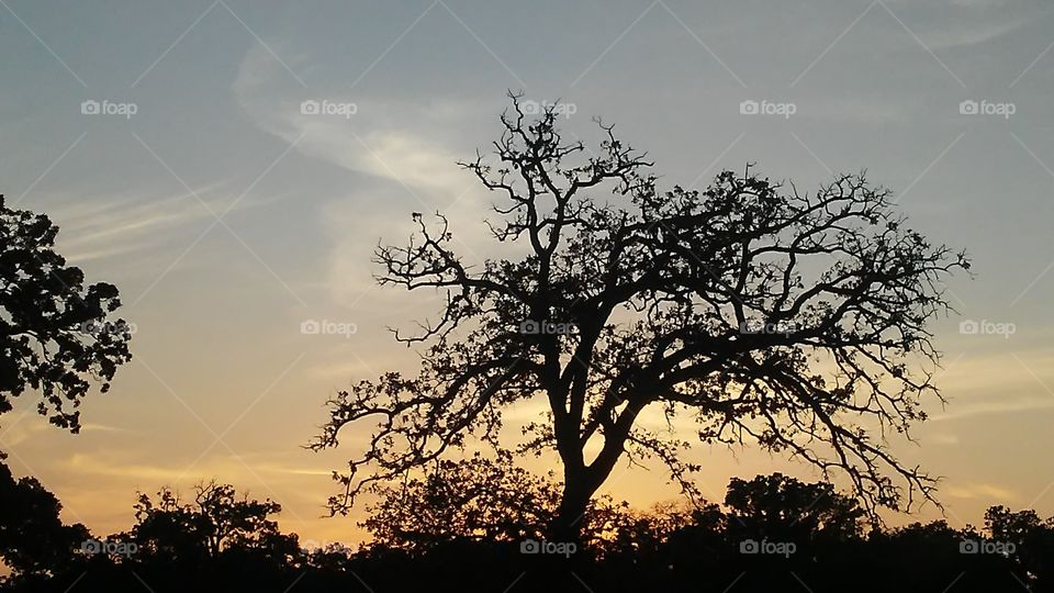 Tree, Landscape, No Person, Nature, Sky