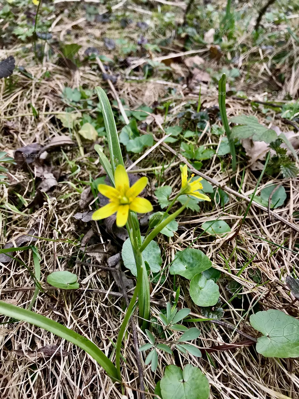 Spring