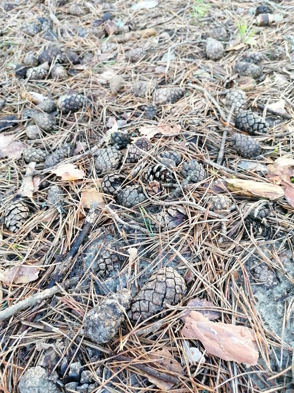 Brown cones