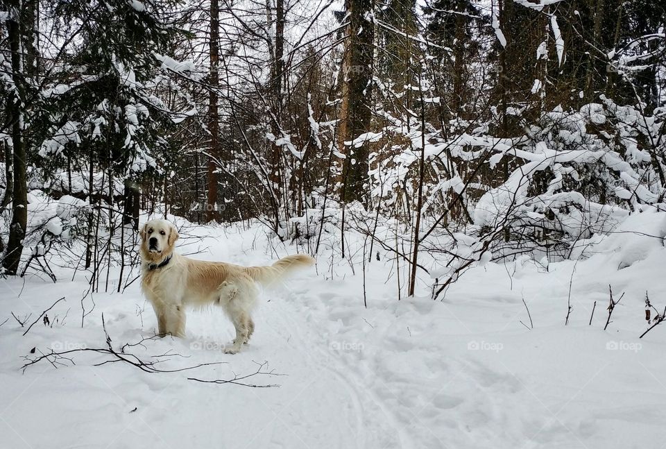 Took my dog in a forest. it was such a good walk in such a good company.