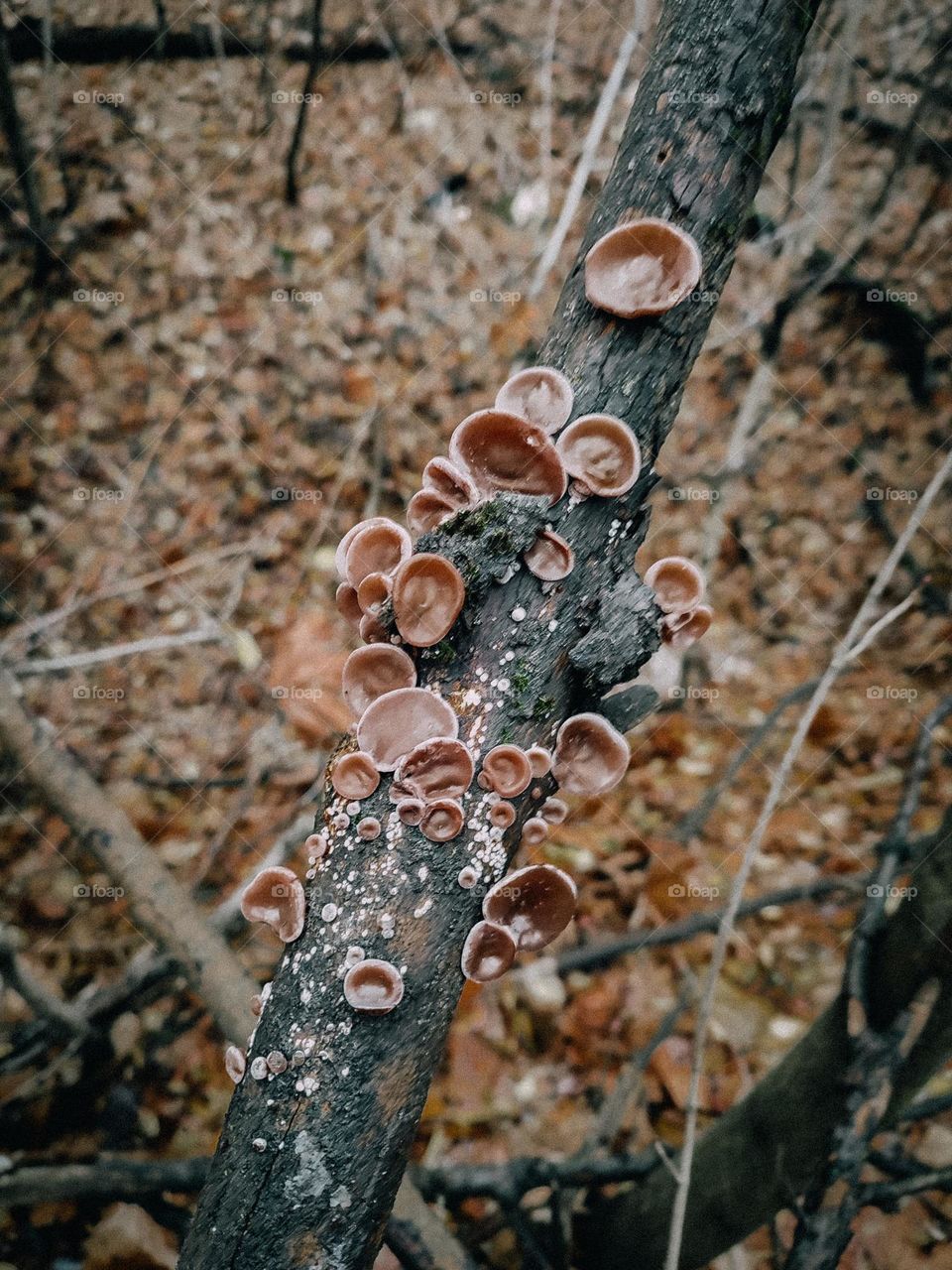Little brown ear like wild mushrooms Auricularia auricula-judae on the tree trunk