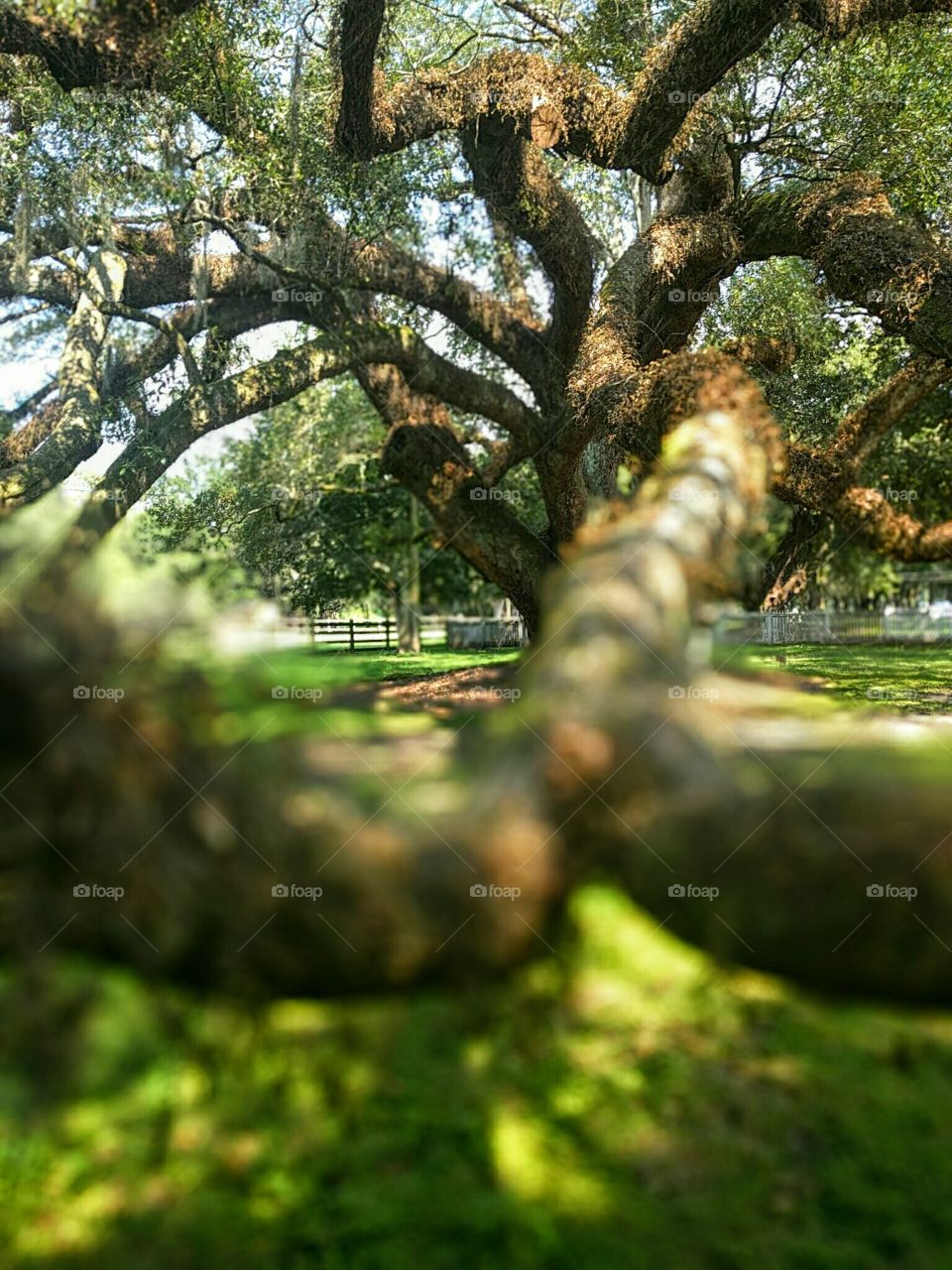 Spanish Moss