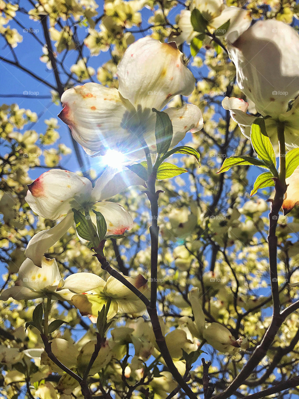 Sunlight through dogwood blossoms 