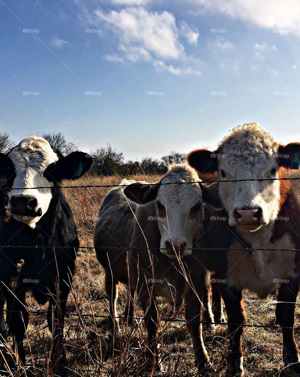 Cows standing by fence at farm