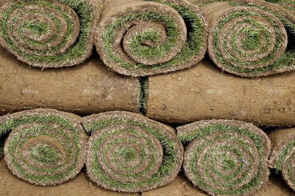 Roll of turf