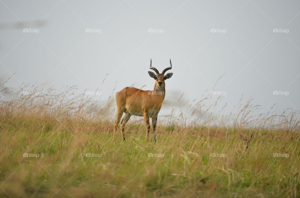 Grass, Mammal, Wildlife, No Person, Antelope