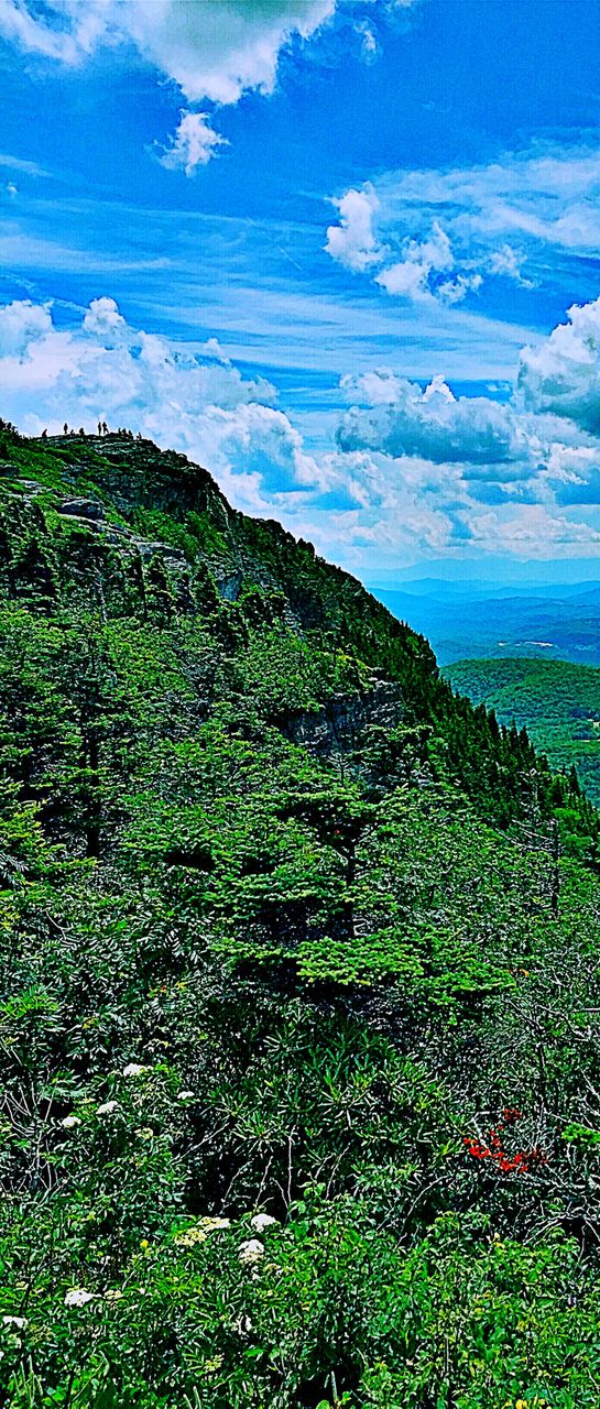Mountain Forest 