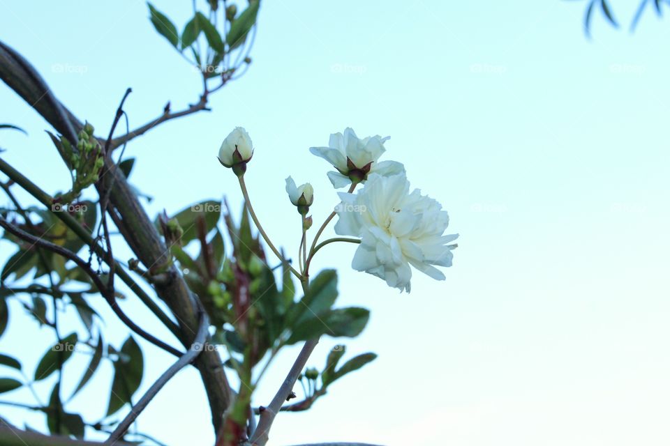 Close-up of flowers in spring