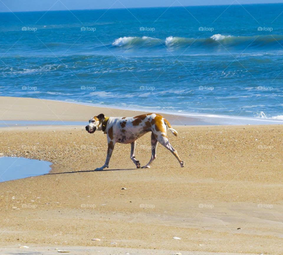 Walking the Beach