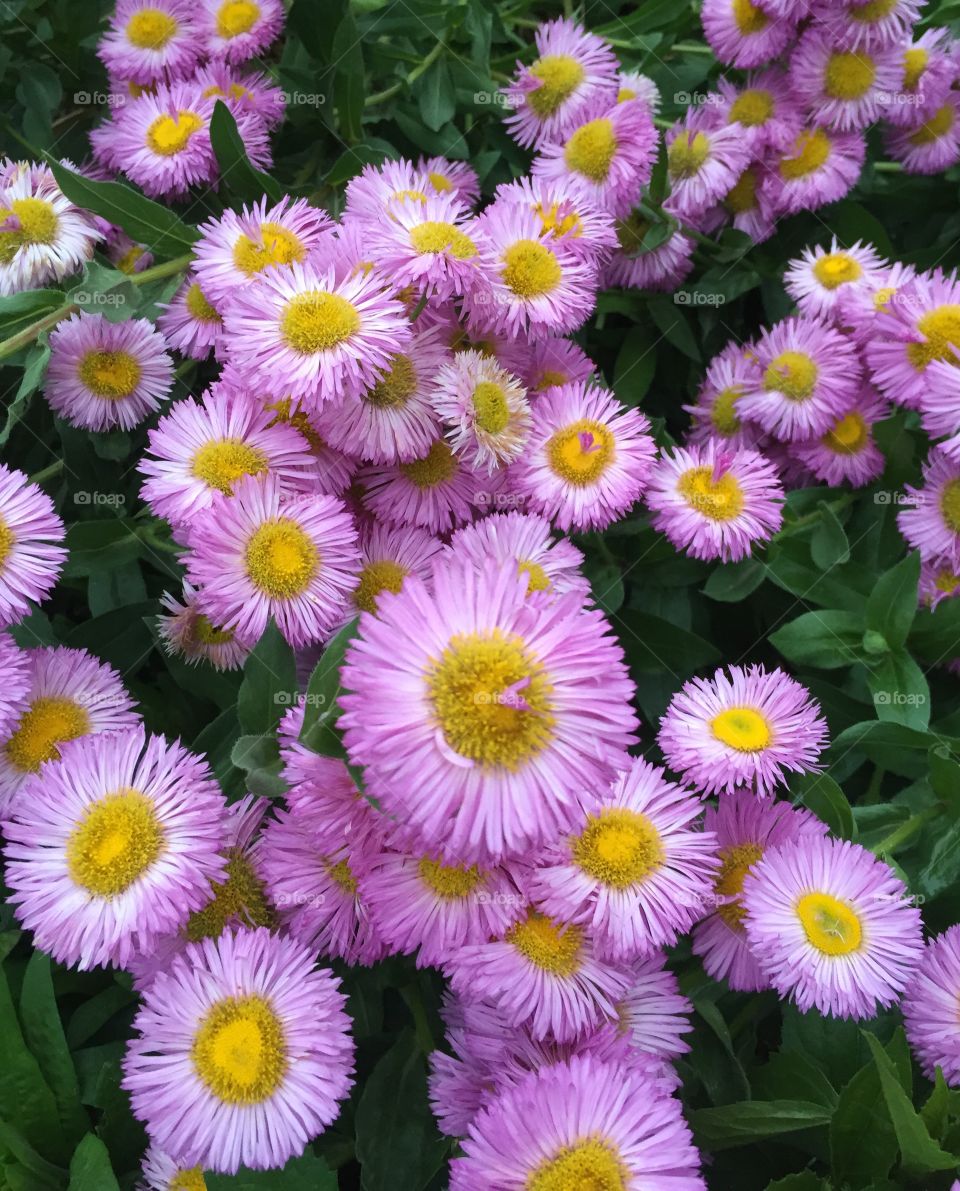 Button flowers. Purple flowers