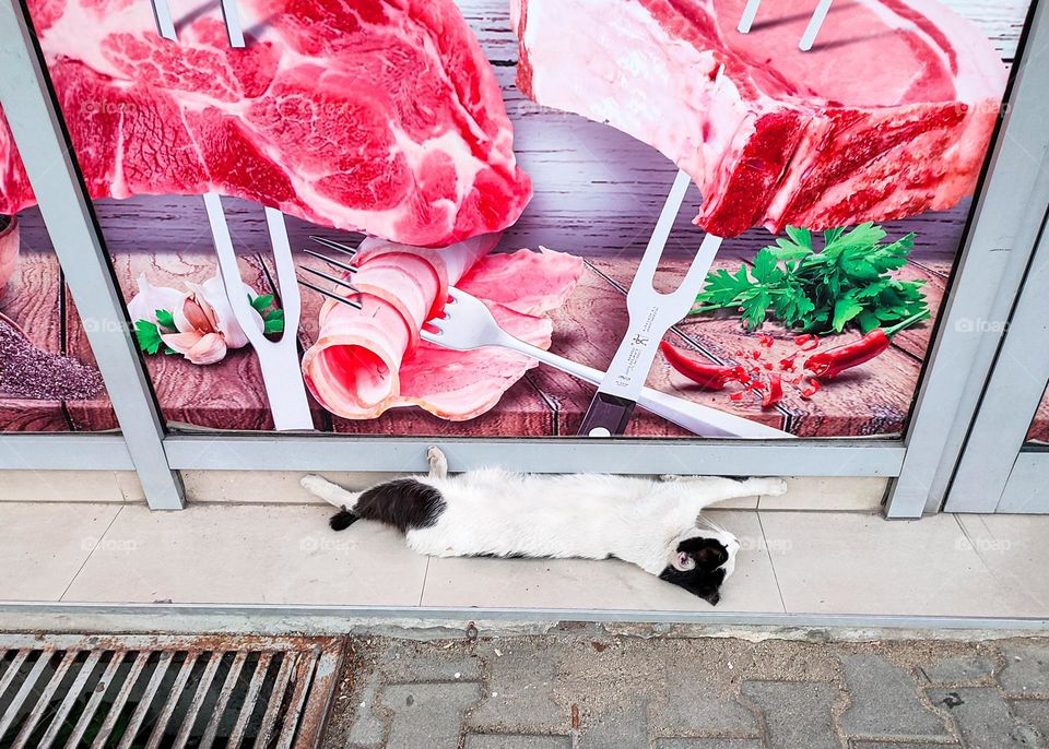 Funny Situation, Creepy Comical View, A Cat Lying in Front of a Butcher's shop