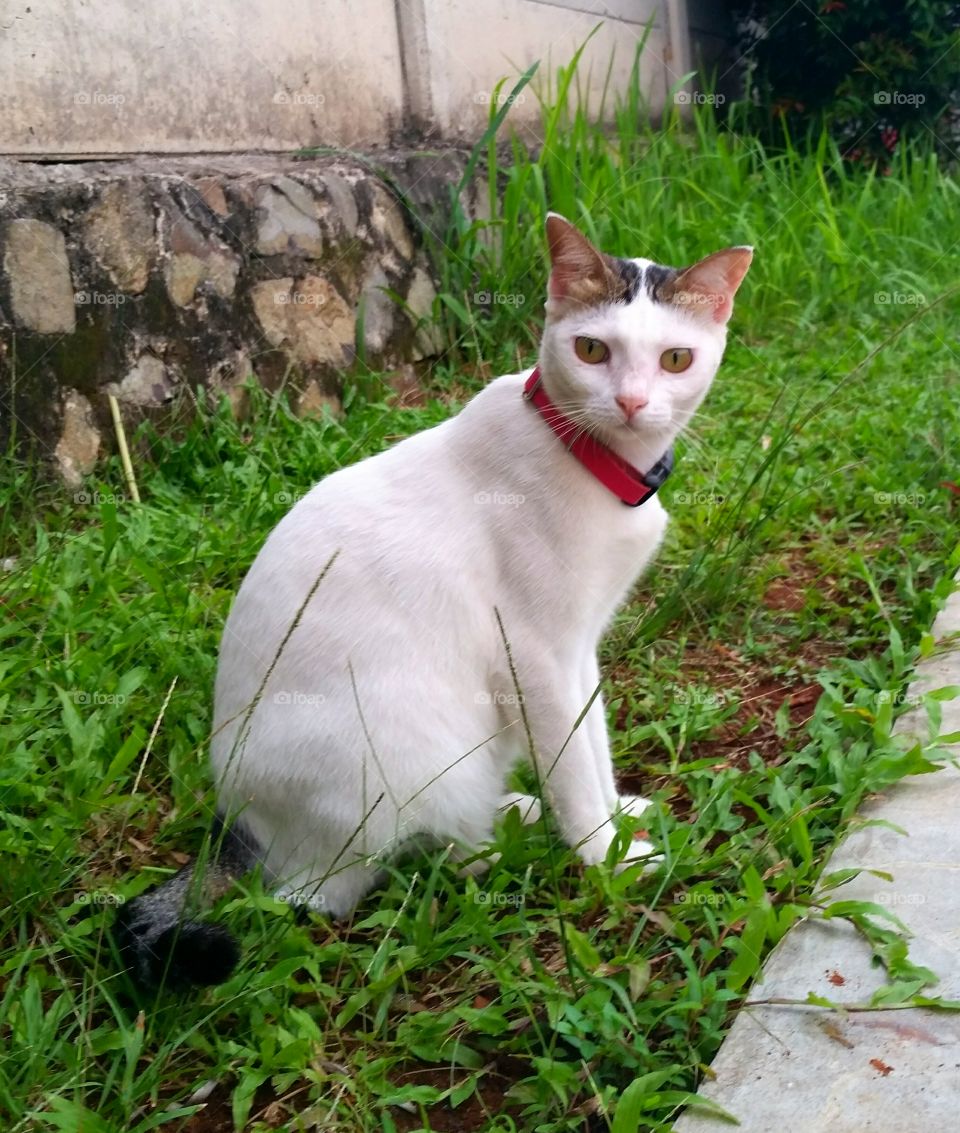 White female cat with pink collar in the green grass