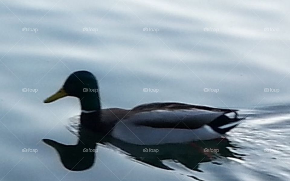 A Black Duck