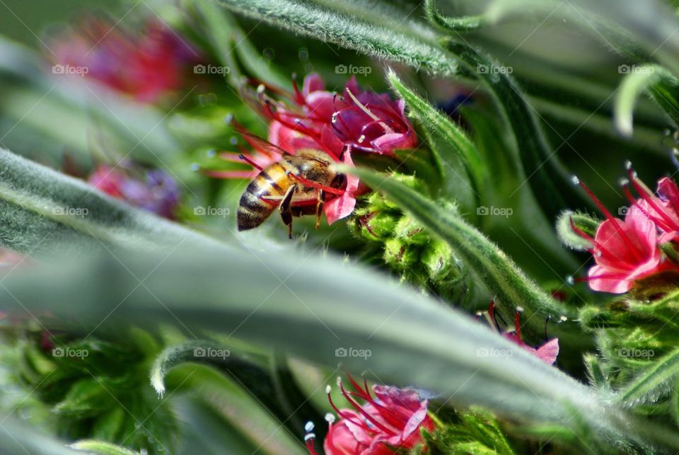 A bee in red flower