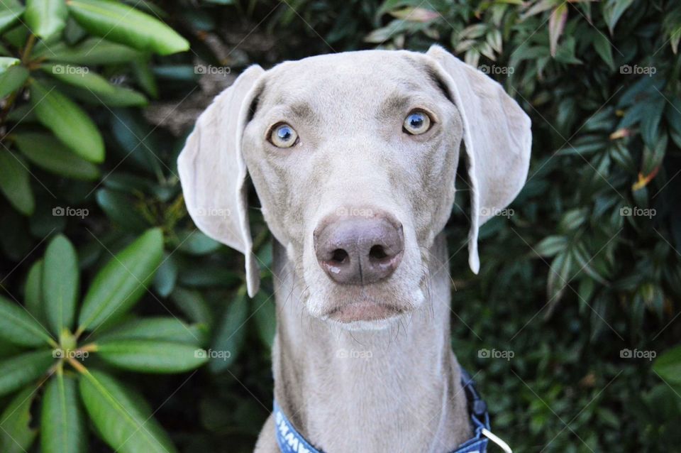 "Do the colors of the leaves make my eyes pop?" 