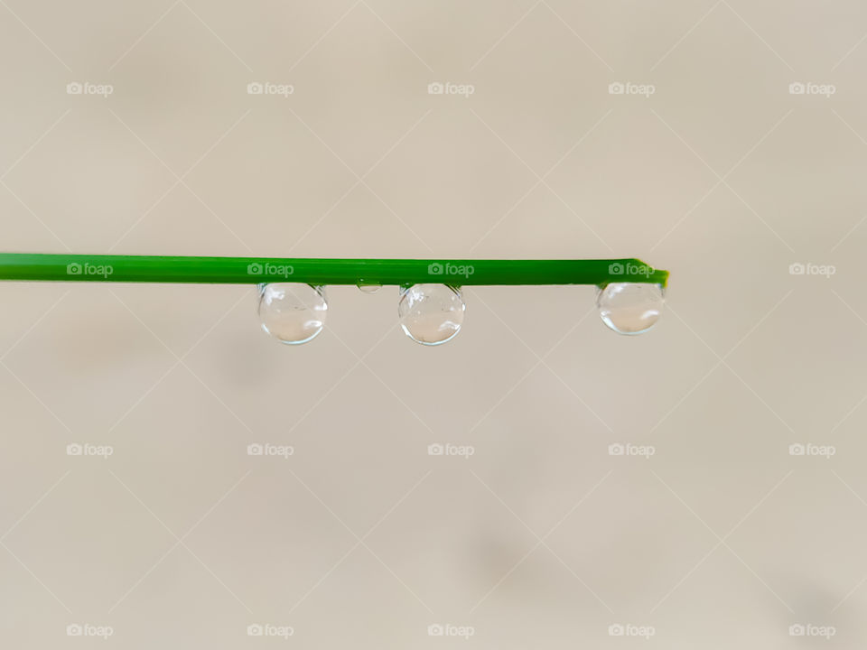 Beautiful Dew drops of fresh clear transparent water on leaves of the grass in the morning, macro. close up with defocused gray background.