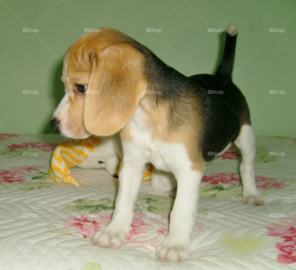 Beagle puppy so cute