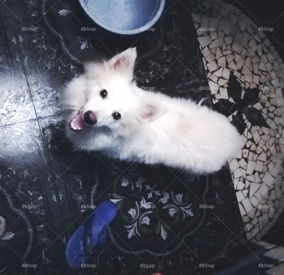 Cute Pet in Fun Mood