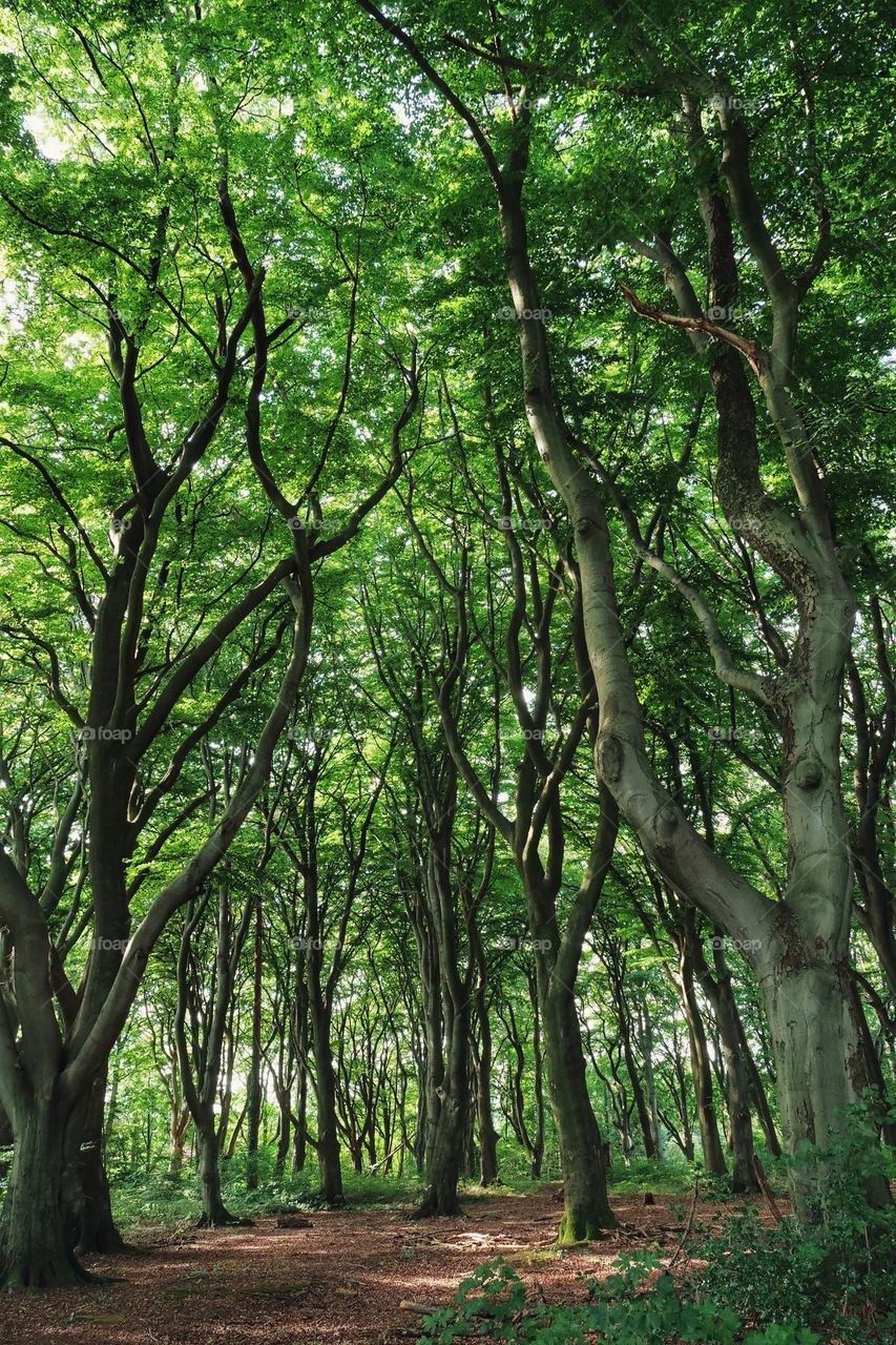 Green forest