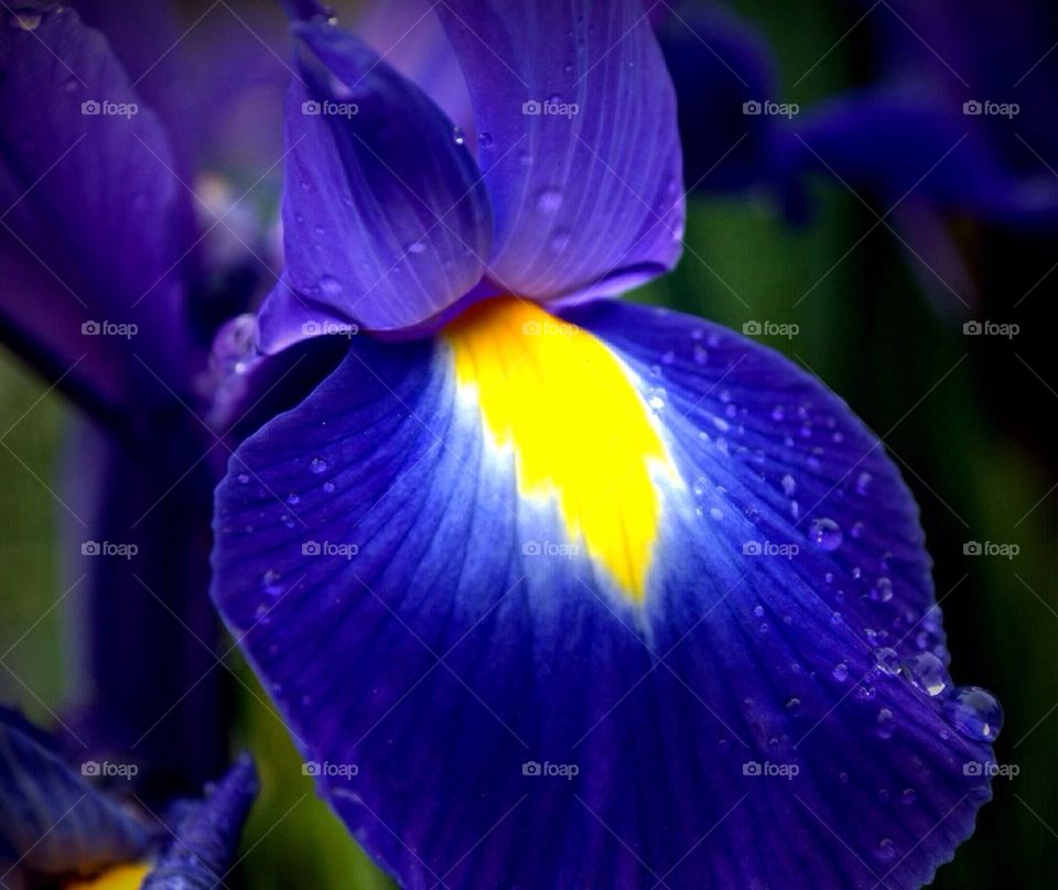 Iris and Rain