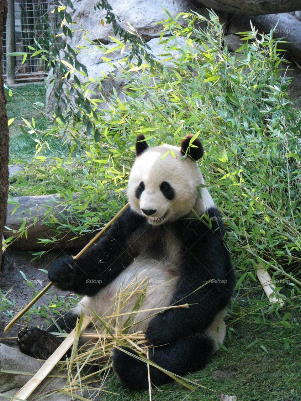 Cute panda playing with bamboo stick 