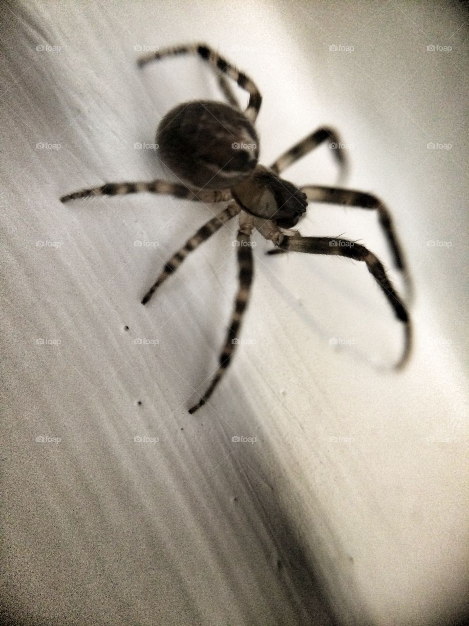 spider