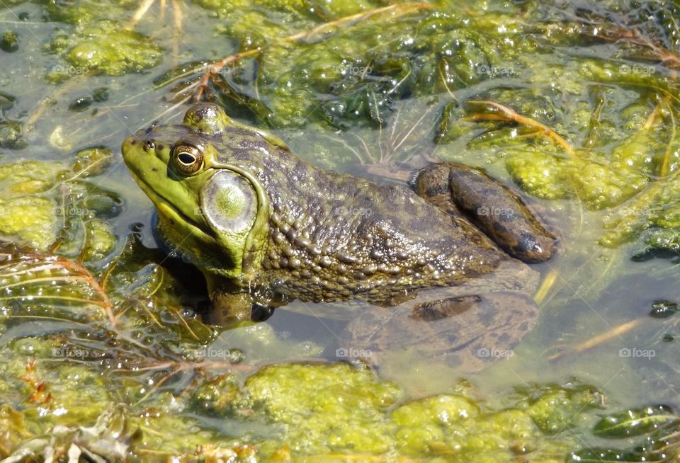 Green frog in pond