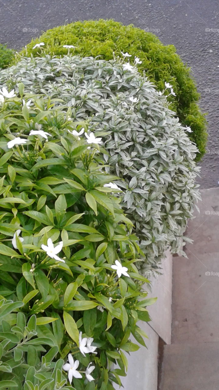 different leaf same flower