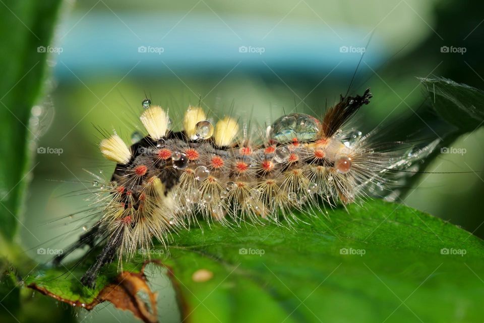 Close-up of wet caterpillar