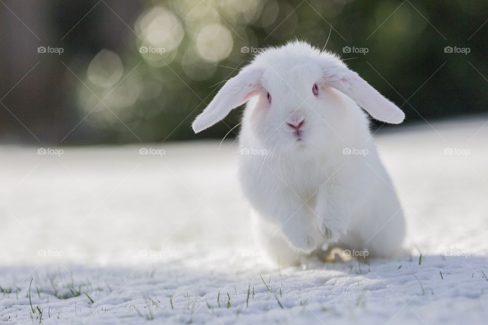 White Rabbit Jumping in the Snow