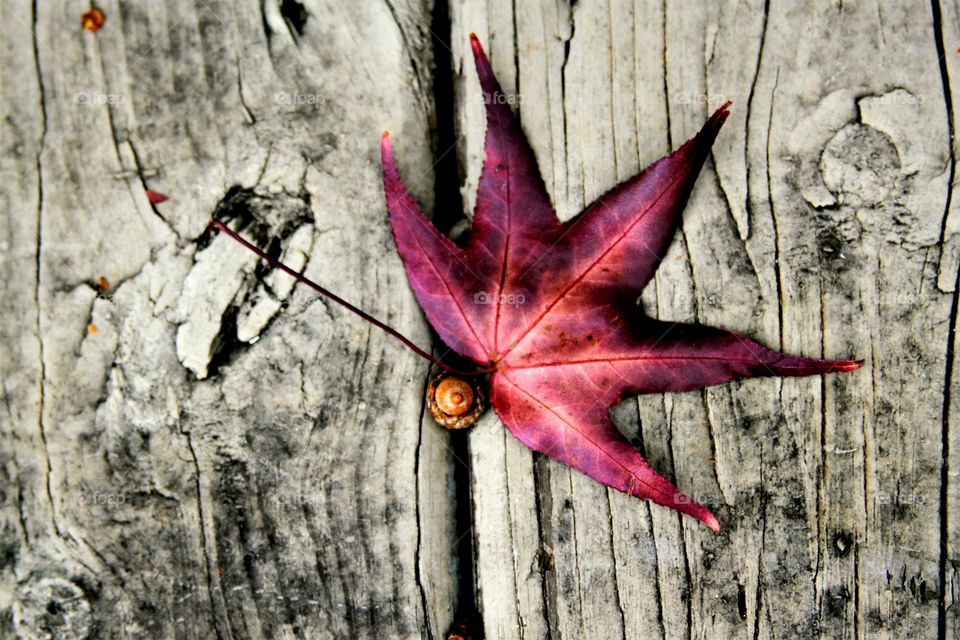 red maple leaf on weathered dock