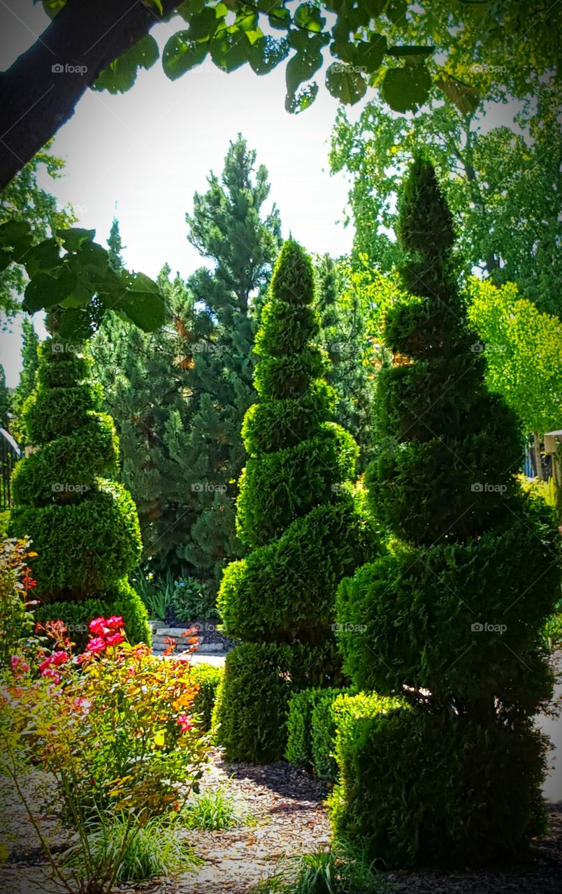 Scenic view of trees