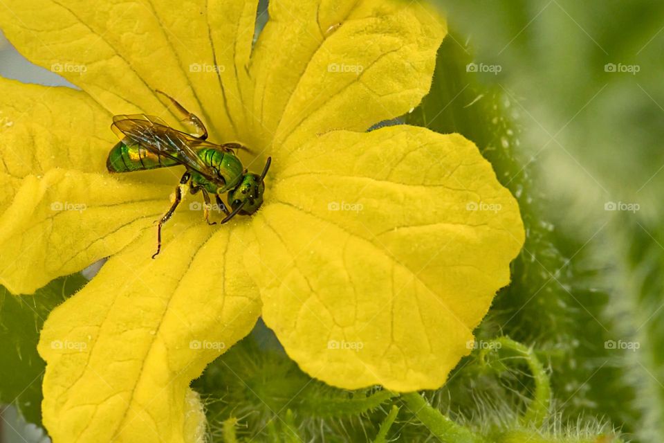 Bee pollinating a cucumber bloom